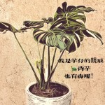 龜背芋2