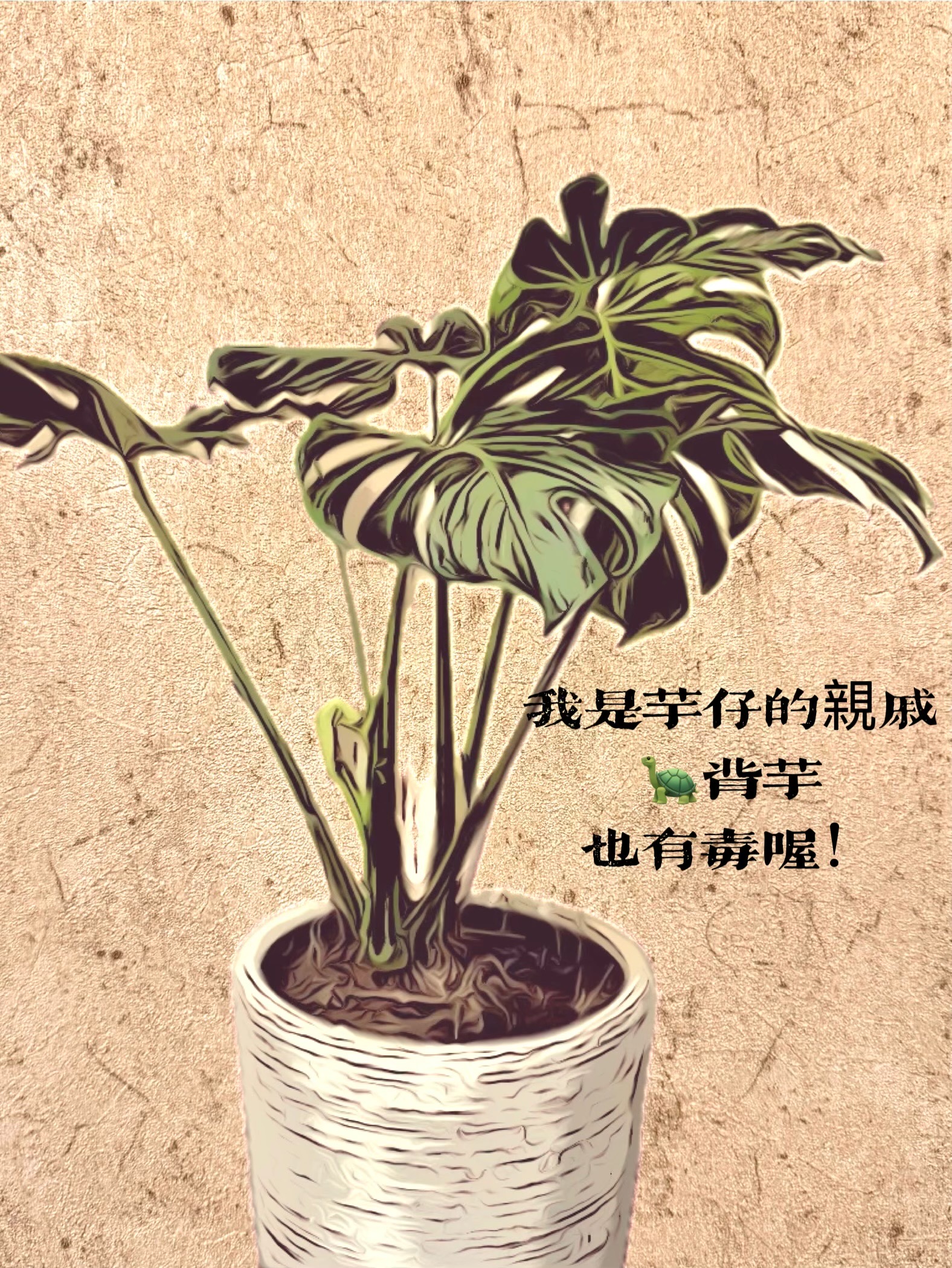 龜背芋2